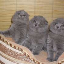 Шотландские котята голубого окраса. Вислоухие и прямоухие, в Москве