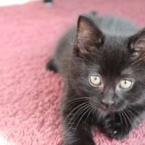 Очень милые домашние от породистой кошки. Бомбей, в Дзержинске