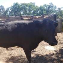 Три быка на мясо, в г.Луганск