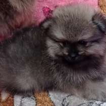 Померанский шпиц, в г.Бремен