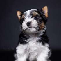 Biewer terrier male, в г.Кировоград