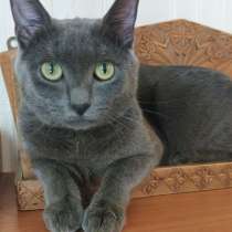 Оскар идеален для дома, в Москве