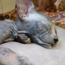 Котята донского сфинкса, в Ростове-на-Дону