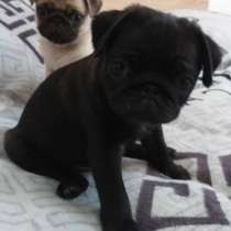 Щеночки Мопса двух окрасов, в Кирове