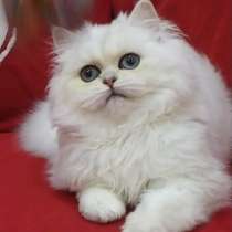 Британские котята, в г.Берлин