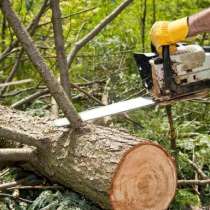 Спил и корчевание деревьев, в Тольятти