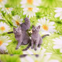 Предлагаются к продаже Шотландские котята, в г.Рыбница