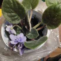 Фиалка, детки фиали, в Москве