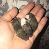 Крысы крысята продажа, в Химках