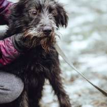 Небольшой кудрявый терьерчик ищет дом, в Санкт-Петербурге