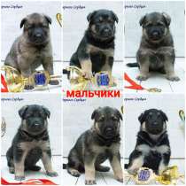 Восточно европейская овчарка, в г.Актобе