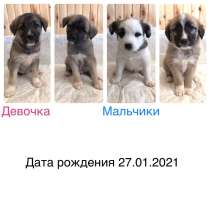 Щенки ищут дом, в Пушкино