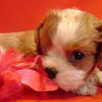 Щеночки Кавалер Кинг Чарльз спаниель, в Москве