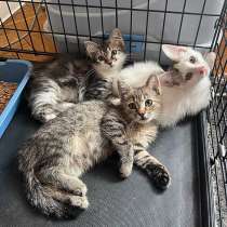 Нежные, ласковые котята две девочки и мальчик в добрые руки, в Москве