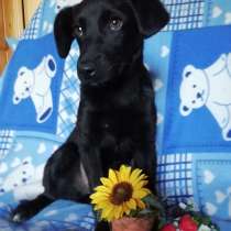 Тимка и Аза ищут дом, в Мытищи