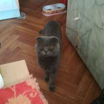 Отдам кота, в Тюмени