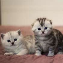 Продажа британских, шотландских вислоухих котят, страйтов, в Москве
