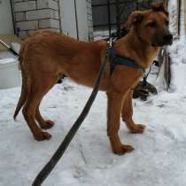 Рэй 3-4-5 месяцев, здоров, игрив по возрасту, знает некоторы, в Москве