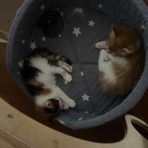 Котята мейкун, в Минусинске