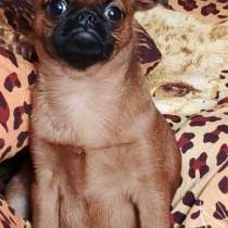 Малый брабансон яркий мальчик, в Москве