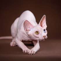 Котята Эльф, Бамбино, сфинкс, в Санкт-Петербурге