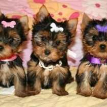 Щеночки йоркширского терьера, в Москве