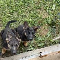 Щенки ВЕО, в г.Ташкент