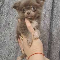 Chihuahua mini. Lilac boy, в г.Киль