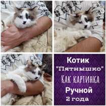 Ласковые котики и кошечки в дар, в Кирове