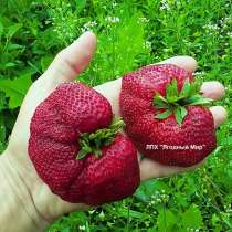 Саженцы клубники 30 сортов (оптом и в розницу), в Ростове-на-Дону