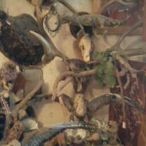 Чучела животных, в Москве