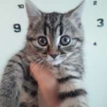 Отдам кошку бесплатно, в Ессентуках