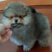 Померанский шпиц. Мини - мишка, в г.Франкфурт-на-Майне