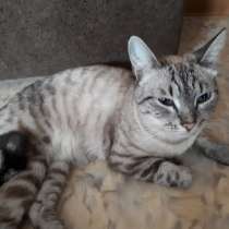Кот ищет дом, в Кемерове