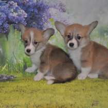 Щеночки Вельш Корги Пемброка, в Москве