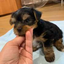 Продам щенка йоркширского терьера, в Люберцы