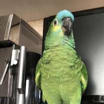 Амазон (говоряший), в Москве