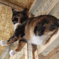 Неповторимая и удивительная красавица-кошка, в Санкт-Петербурге