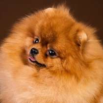 Приму в дар шпица, в Москве