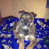 Щенок, в Калининграде