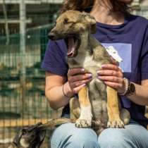 Маленькая красавица Хильда в самые добрые руки!, в Санкт-Петербурге