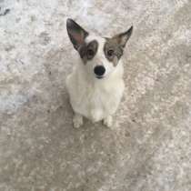 Дворянская собака, в Нижнем Тагиле