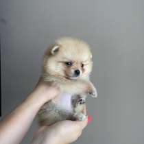 Щенки шпица, в г.Милан