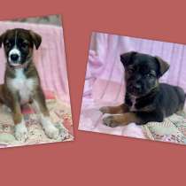 Чудесные маленькие щенки-девочки в добрые руки, в Санкт-Петербурге