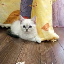 Шотландский котята, в г.Бендеры