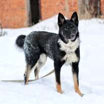 Самый лучший компаньон, молодая собака Бэлла в добрые руки, в Москве
