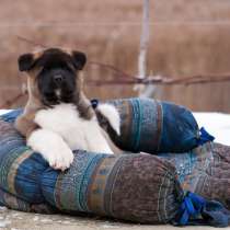 Puppy American Akita, в г.Гродно