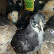 Цыпленочки австралорпа, в г.Атырау