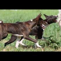 Щенки Басенджи (всех окрасов), в Москве