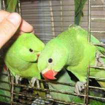 Ожереловые попугаи (птенцы 3 мес), в Москве